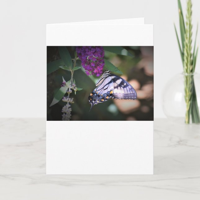 Mariposa, tarjeta (Anverso)