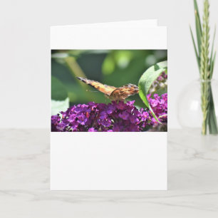 Mariposa, tarjeta