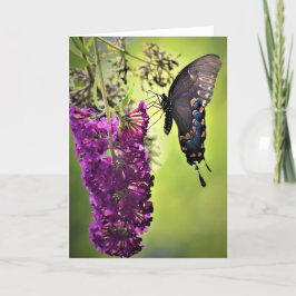Mariposa, tarjeta