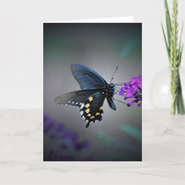 Mariposa, tarjeta