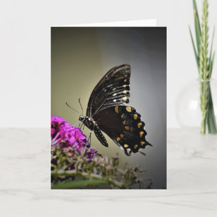 Mariposa, tarjeta