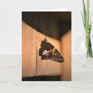 Mariposa, tarjeta