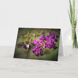 Mariposa, tarjeta