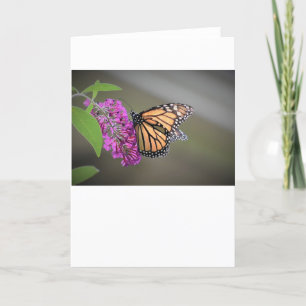 Mariposa, tarjeta