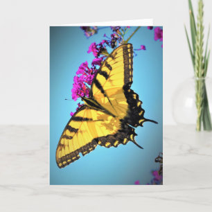 Mariposa, tarjeta