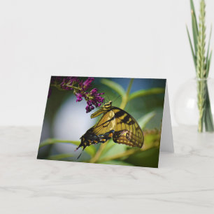 Mariposa, tarjeta