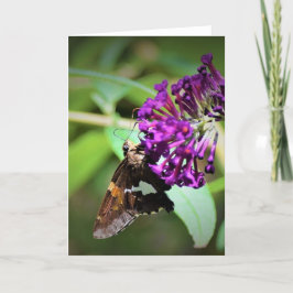 Mariposa, tarjeta