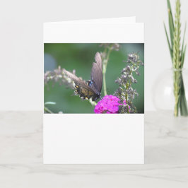 Mariposa, tarjeta