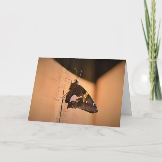 Mariposa, tarjeta (Anverso)