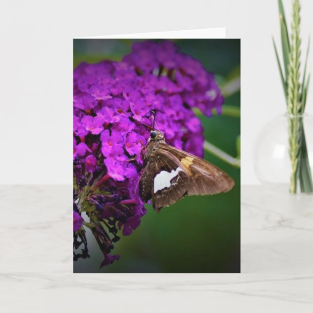 Mariposa, tarjeta (Anverso)