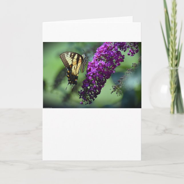 Mariposa, tarjeta (Anverso)