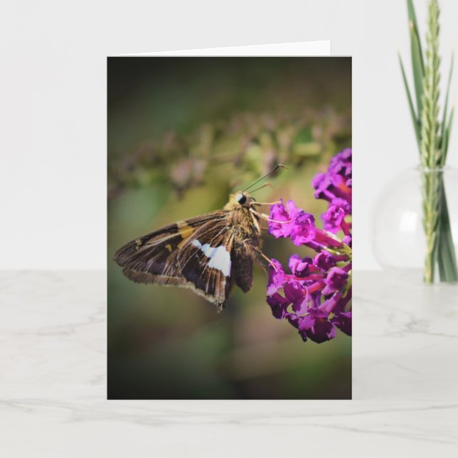 Mariposa, tarjeta (Anverso)
