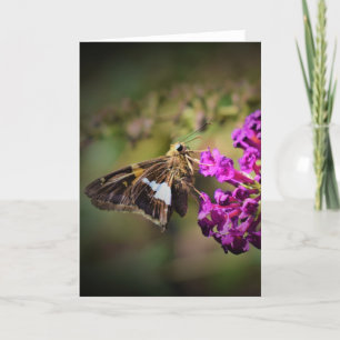 Mariposa, tarjeta