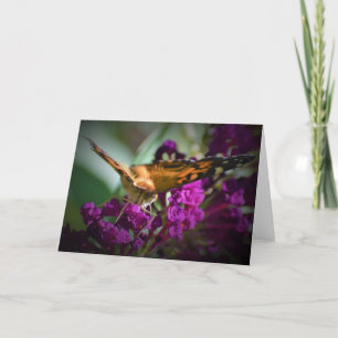 Mariposa, tarjeta