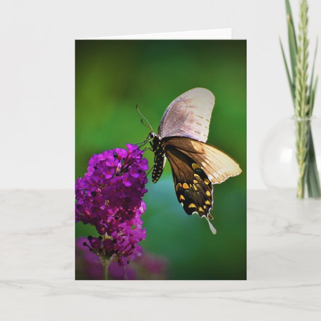 Mariposa, tarjeta (Anverso)