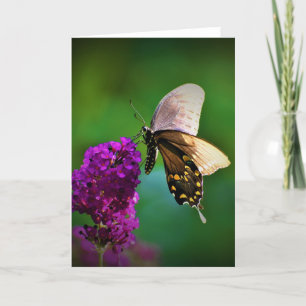 Mariposa, tarjeta