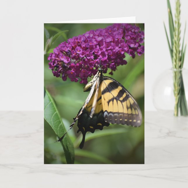 Mariposa, tarjeta (Anverso)