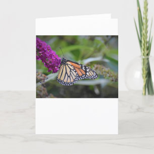 Mariposa, tarjeta