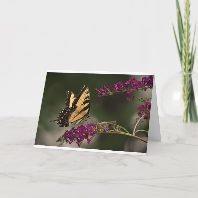 Mariposa, tarjeta (Anverso)