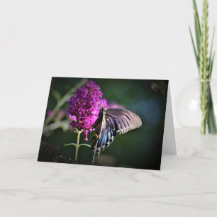 Mariposa, tarjeta