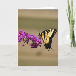 Mariposa, tarjeta