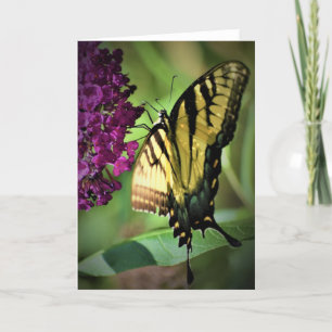 Mariposa, tarjeta