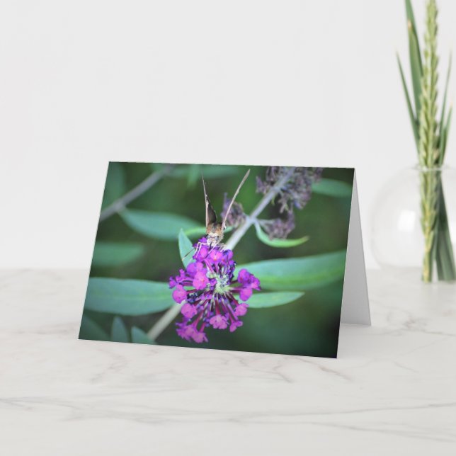 Mariposa, tarjeta (Anverso)