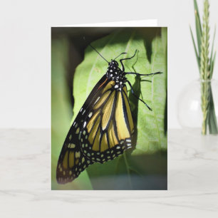 Mariposa, tarjeta