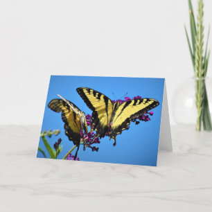 Mariposa, tarjeta