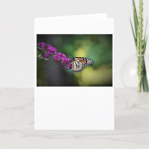 Mariposa, tarjeta