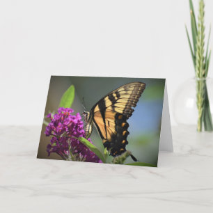 Mariposa, tarjeta