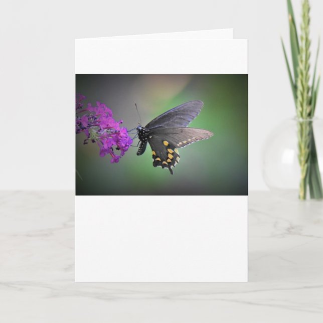 Mariposa, tarjeta (Anverso)