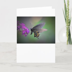 Mariposa, tarjeta