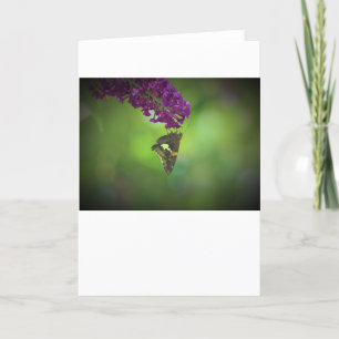 Mariposa, tarjeta