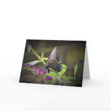 Mariposa, tarjeta
