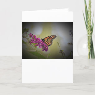 Mariposa, tarjeta