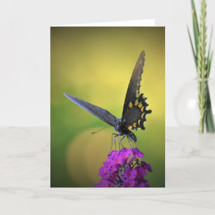Mariposa, tarjeta