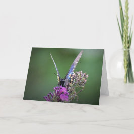 Mariposa, tarjeta