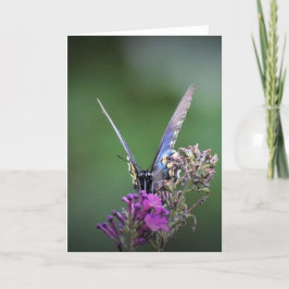 Mariposa, tarjeta