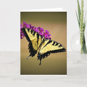 Mariposa, tarjeta