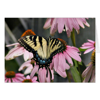 Mariposa tigre