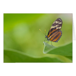Mariposa tigre de largo