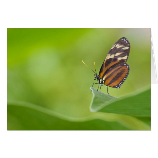 Mariposa tigre de largo (Anverso (Horizontal))