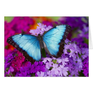 Mariposa Tropical de Sammamish Washington