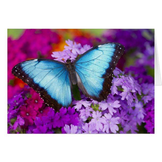 Mariposa Tropical de Sammamish Washington (Anverso (Horizontal))