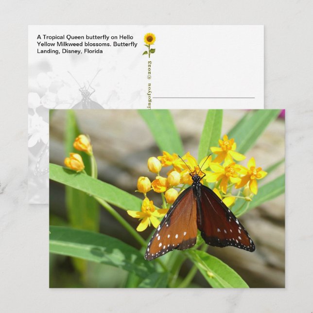 Mariposa Tropical Queen, FL - postal (Anverso / Reverso)
