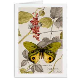 Mariposa verde parcialmente coloreada y florida