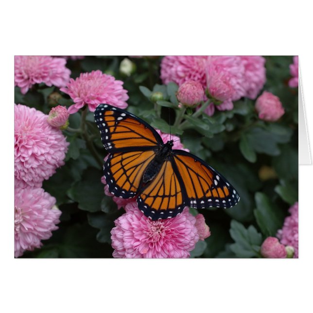 mariposa viceroy (Anverso (Horizontal))