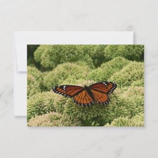 Mariposa Viceroy Hermosa Fotografía de la Naturale