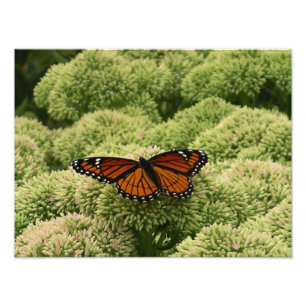 Mariposa Viceroy Hermosa Fotografía de la Naturale